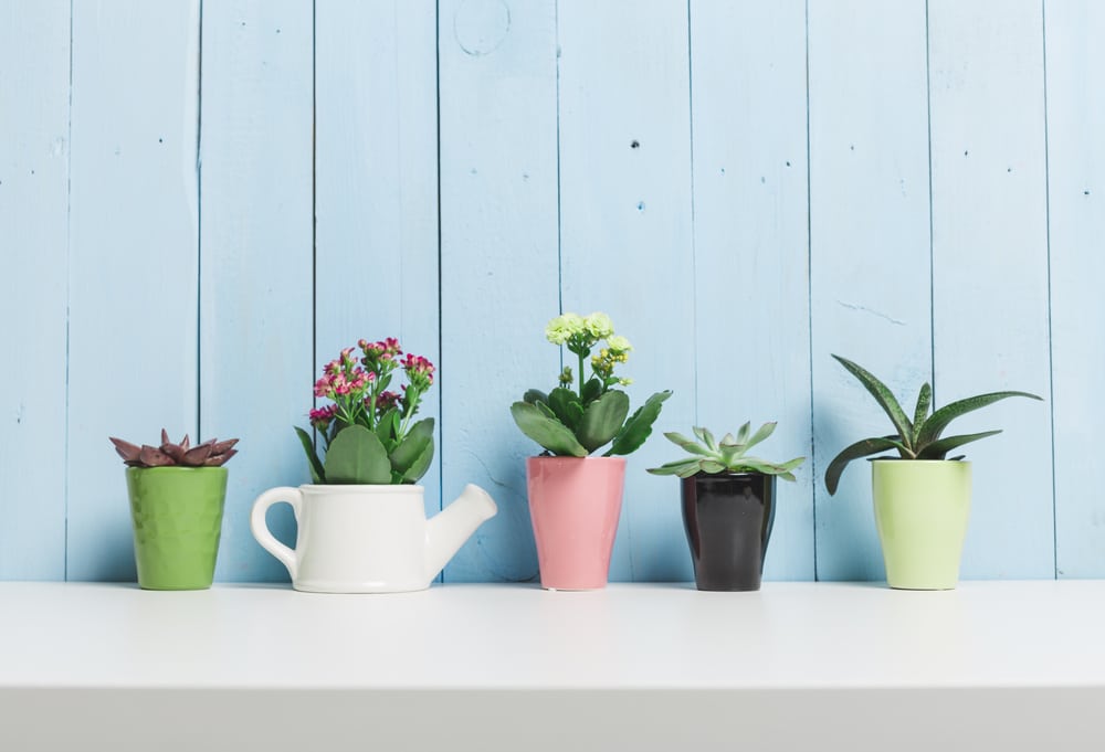 Várias plantas colocadas em vasos personalizados