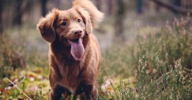 Cachorro marrom com a língua para fora parado em uma grama verde.