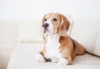cão de raça beagle deitado no sofá branco no quarto de hotel de luxo