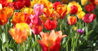Flores coloridas: pink, vermelho, laranja e amarelo