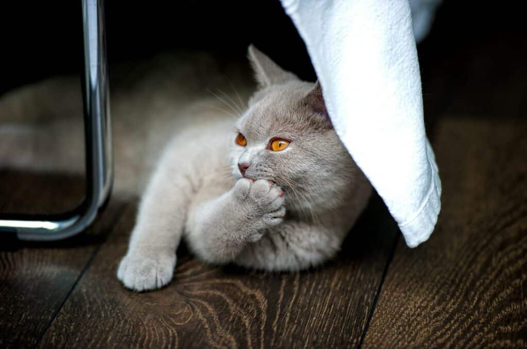 Gato cinza de olhos alaranjados deitado no chão com uma pata segurando a cabeça.