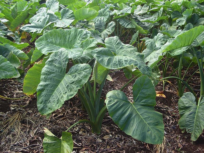 Plantação de taioba