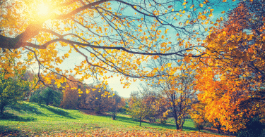 Foto de árvores no outono