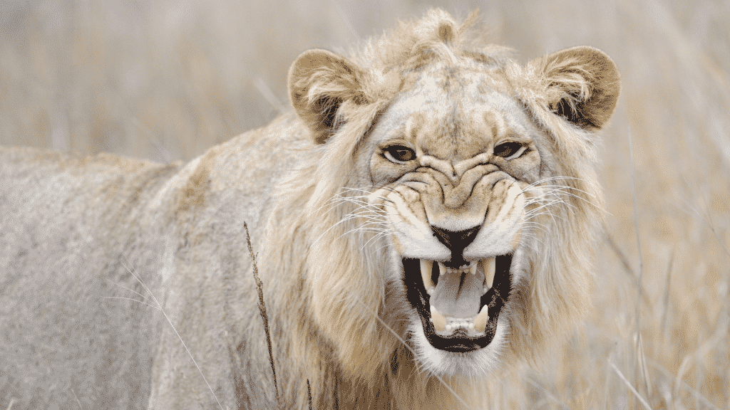 Imagem de um leão rugindo