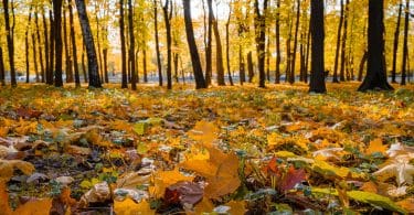 Árvores ao fundo e folhas alaranjadas caídas no chão, indicando o Outono