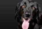 Imagem de um cachorro preto em um fundo cinza degradê