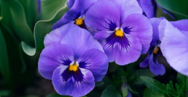 Flor violeta em meio a natureza