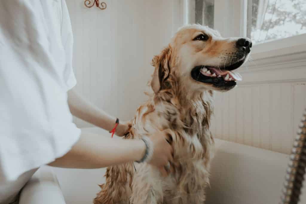 Pessoa dando banho em um cachorro na banheira