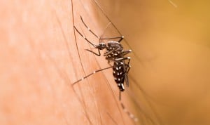É importante fazer o exame de sangue específico da dengue para saber se já está infectado.