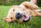 Cachorro com a boca aberta deitado no gramado