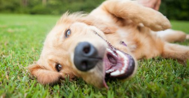 Cachorro com a boca aberta deitado no gramado