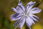 Flor Cichorium intybus