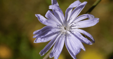 Flor Cichorium intybus