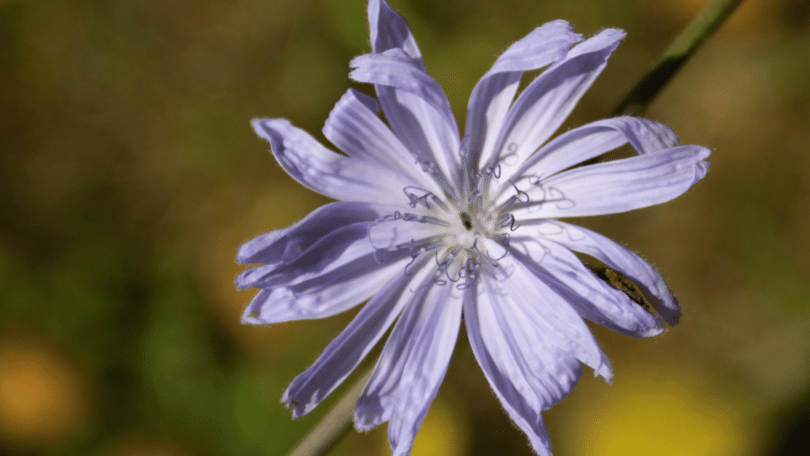 Flor Cichorium intybus