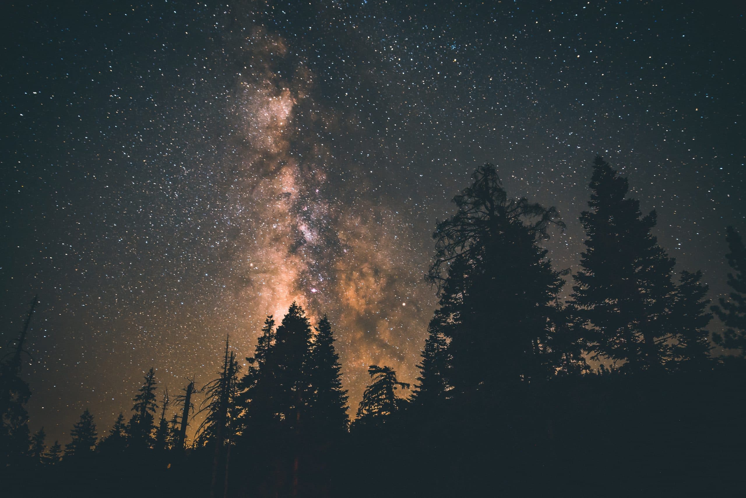 Silhuetas de árvores com o céu estrelado.