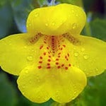 florais222