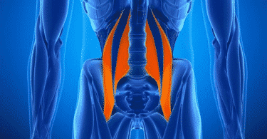 Imagem ilustrativa do músculo Psoas