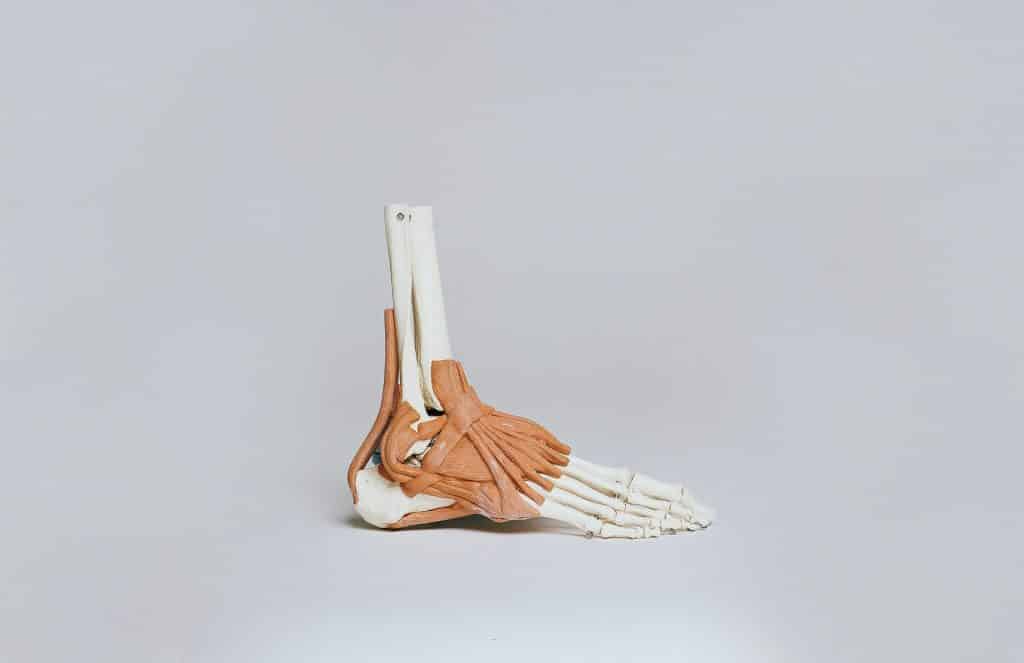 Esqueleto de um pé humano.