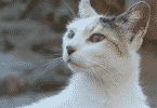 Gato olhando para o lado
