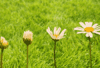 Evolução de uma flor de margarida