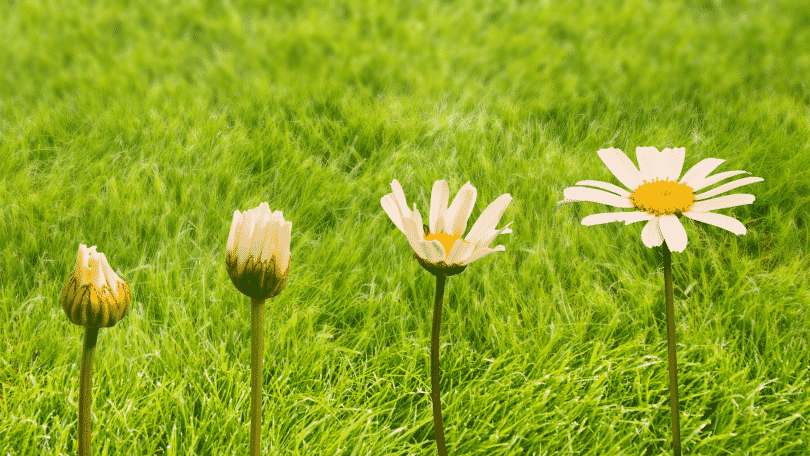 Evolução de uma flor de margarida