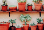 Plantas no vaso em casa