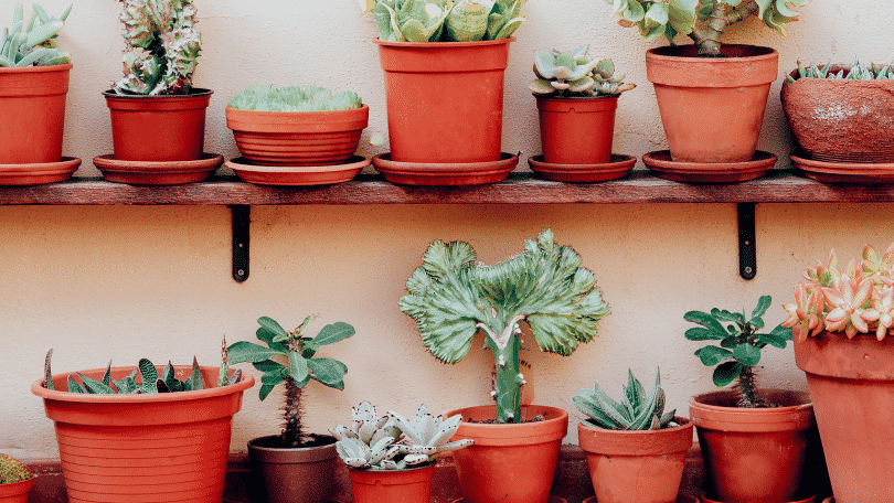 Plantas no vaso em casa