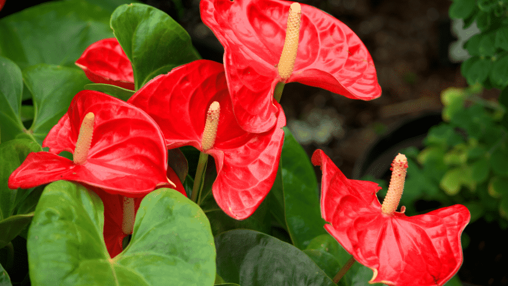 Flor de antúrio