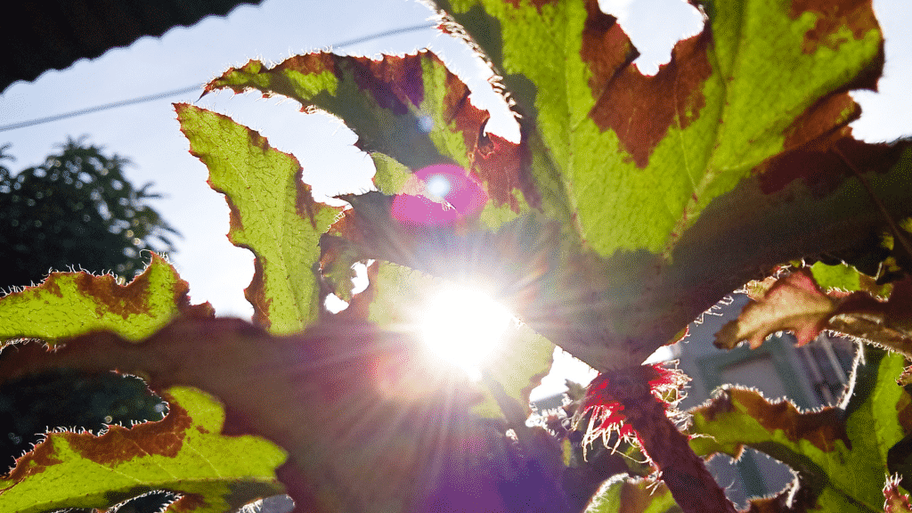 Planta recebendo raios solares