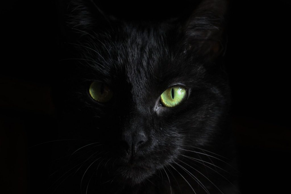 Foto do rosto de um gato preto com olhos verdes.