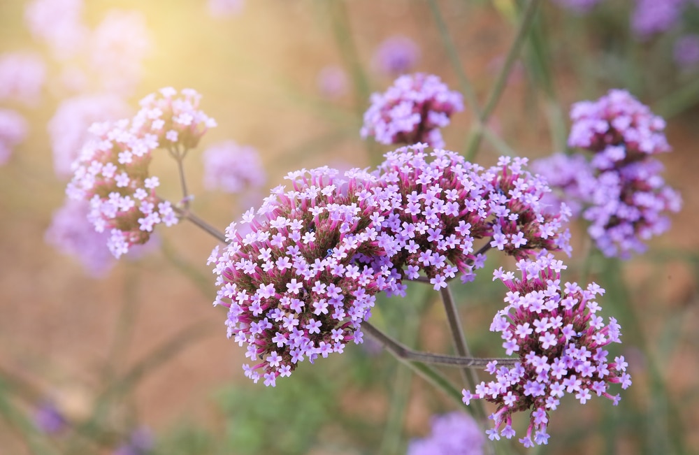 shutterstock_201870259