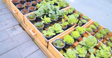 Vasos de plantas verdes em calçada.