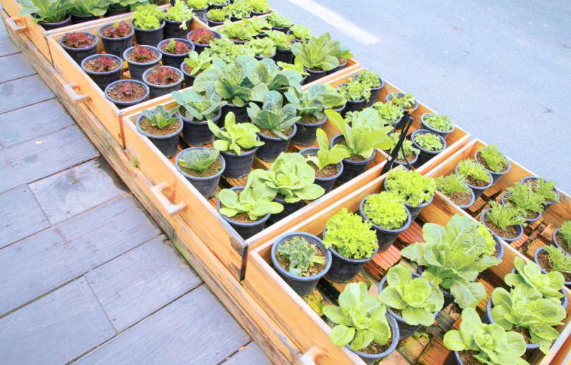 Vasos de plantas verdes em calçada.