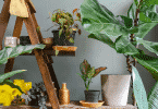 Quarto com várias plantas