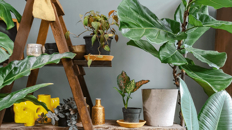 Plantas para quarto: conheça as mais indicadas!