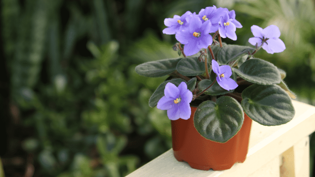 Violeta africana