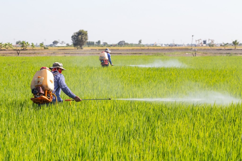 farmer spraying pesticide in the rice field Protect Pests