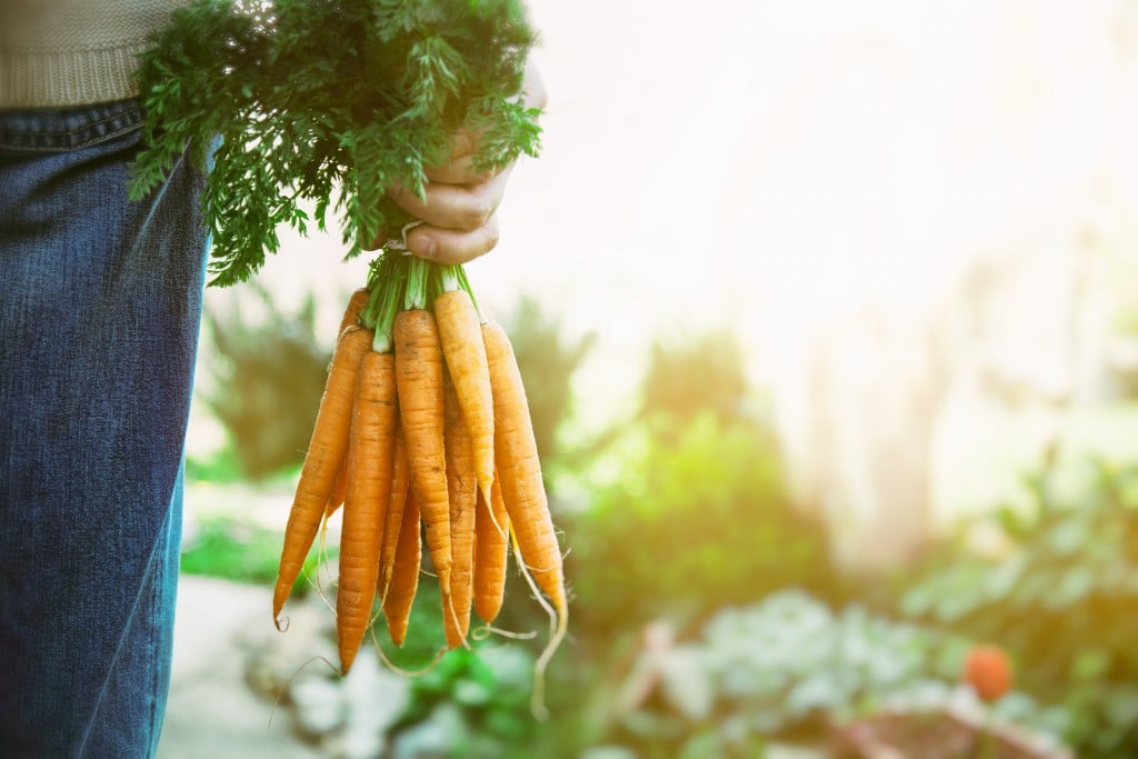 Organic vegetables. Healthy food. Fresh organic carrots in farmers hands