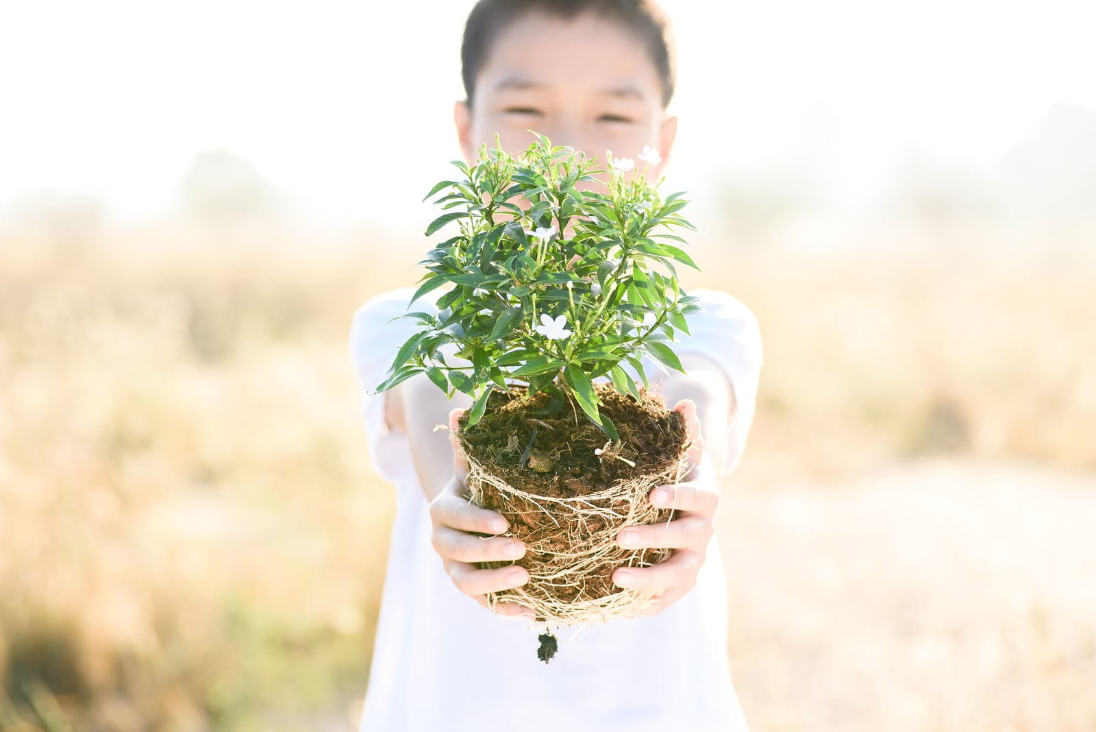 Thin focus on hand Child holding young seedling plant in hands on dry land to plant on soil. Concept Earth day
