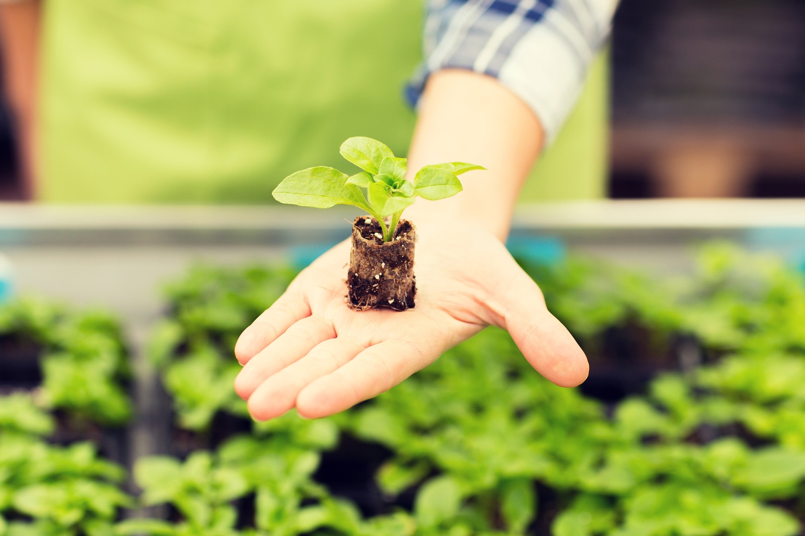 people, gardening, planting and profession concept - close up of woman hand holding seedling sprout at greenhouse