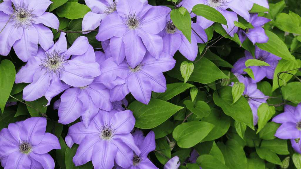 Clematis