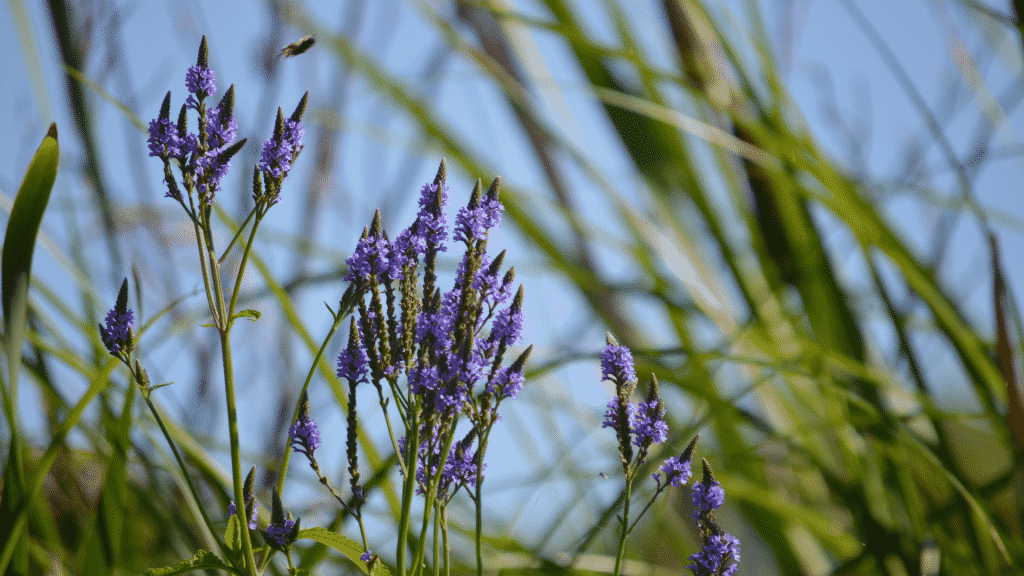 Vervain