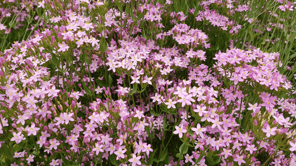 Centaury