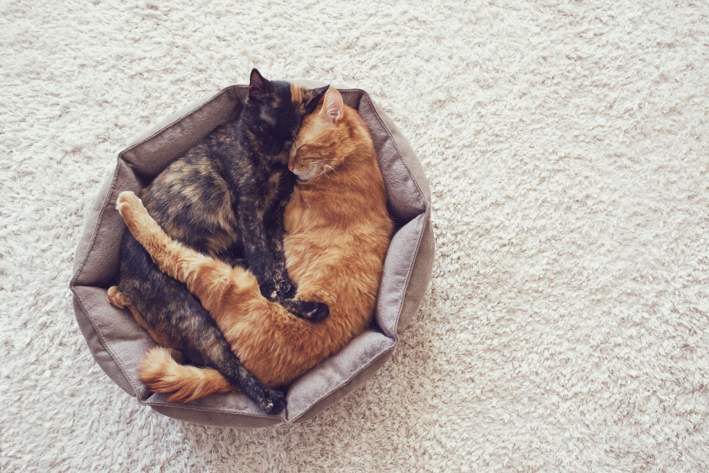 Gatos abraçados dormindo em uma caminha apertada