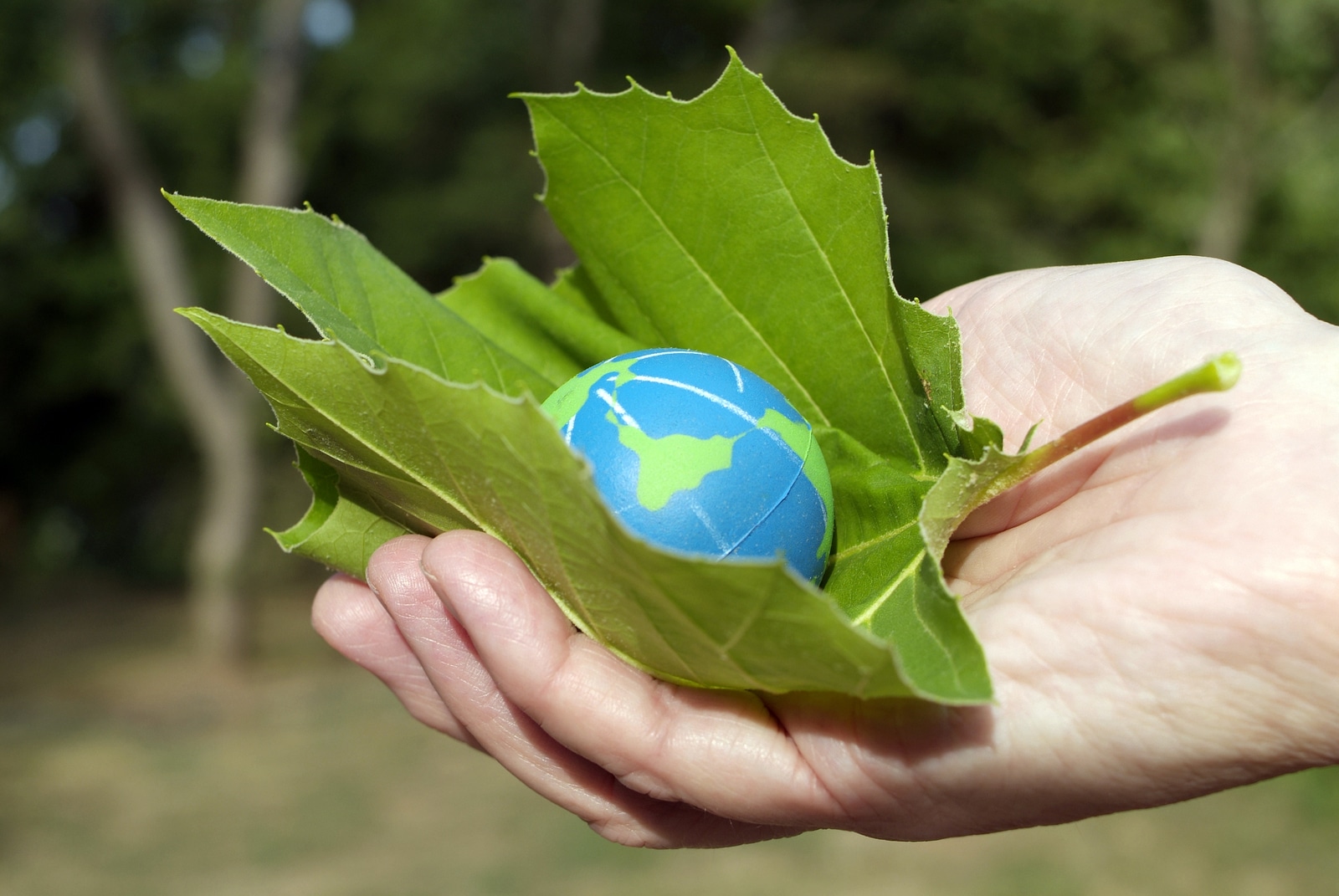 Eco-friendly: o que é? - Eu Sem Fronteiras