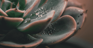 Foto de uma planta suculenta