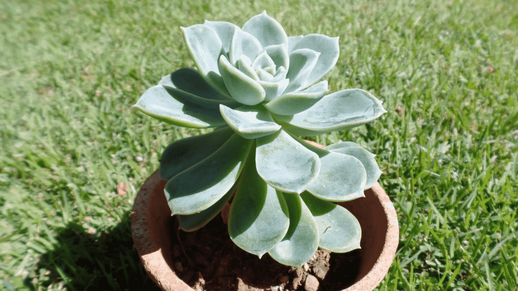 Vaso de planta suculenta