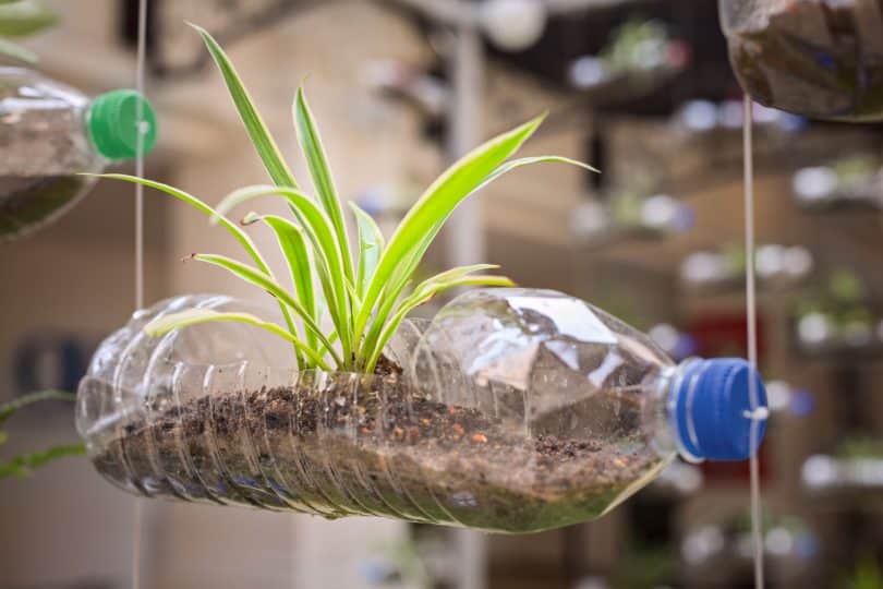 Garrafa de plástico suspensa com plantação.