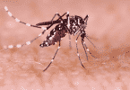 Imagem do mosquito da dengue