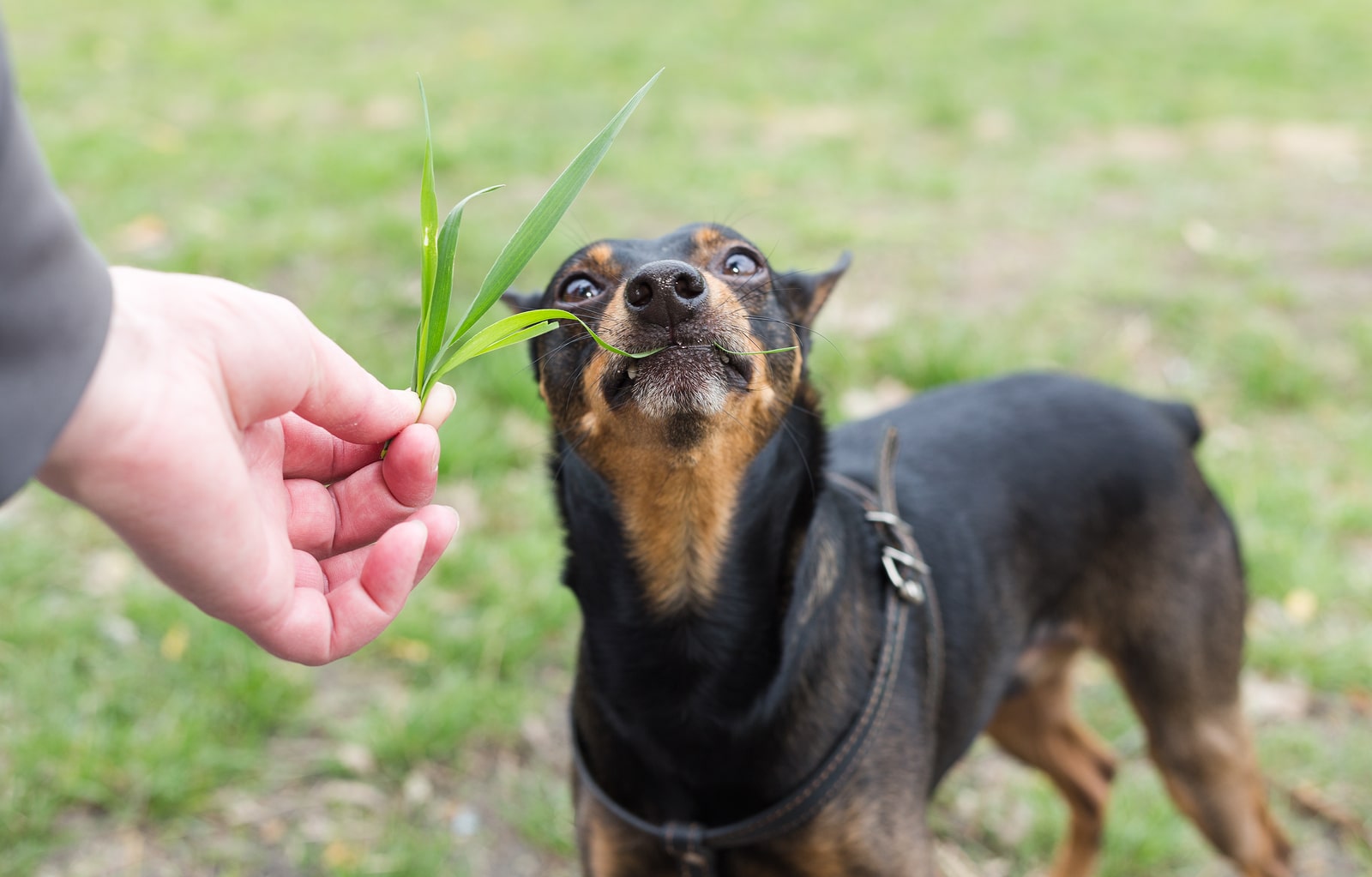 Почему собака травка. Собака ест траву. Собака кушает траву. Собака жрет траву. Трава которую любят собаки.